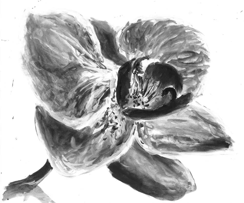 Skizze/Zeichnung Orchidee
